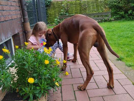 Rhodesian Ridgeback-Beitrag-Bild