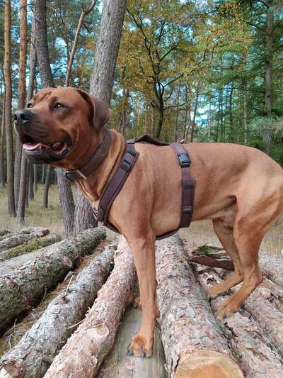Rhodesian Ridgeback-Beitrag-Bild