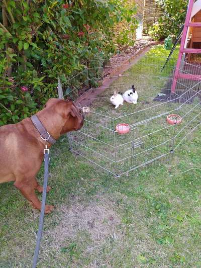 Rhodesian Ridgeback-Beitrag-Bild