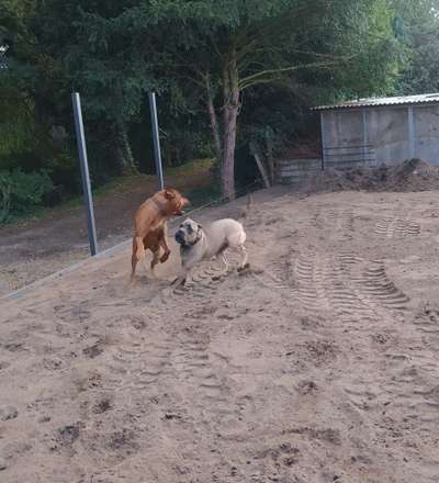 Rhodesian Ridgeback-Beitrag-Bild