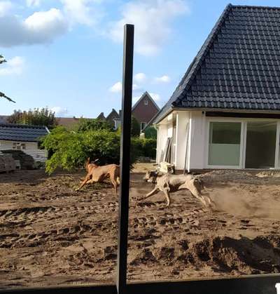 Rhodesian Ridgeback-Beitrag-Bild