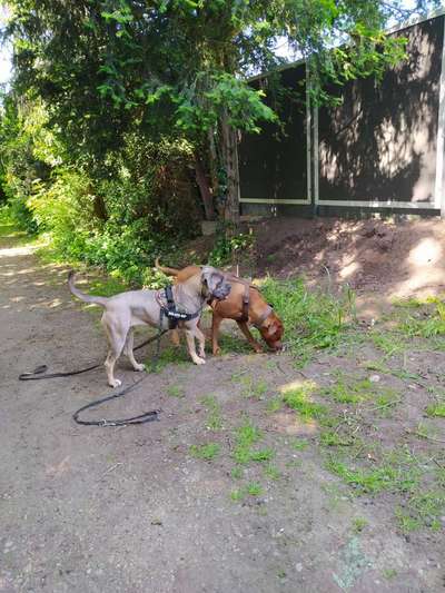 Rhodesian Ridgeback-Beitrag-Bild