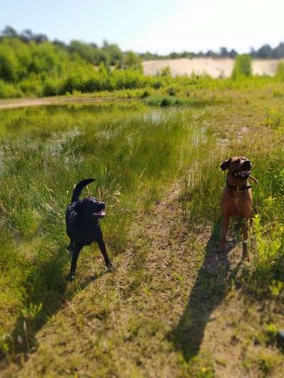 Rhodesian Ridgeback-Beitrag-Bild