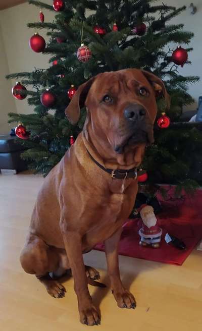 Rhodesian Ridgeback-Beitrag-Bild