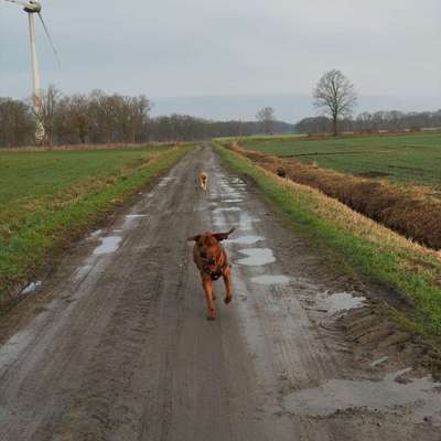 Rhodesian Ridgeback-Beitrag-Bild