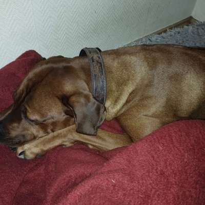 Rhodesian Ridgeback-Beitrag-Bild