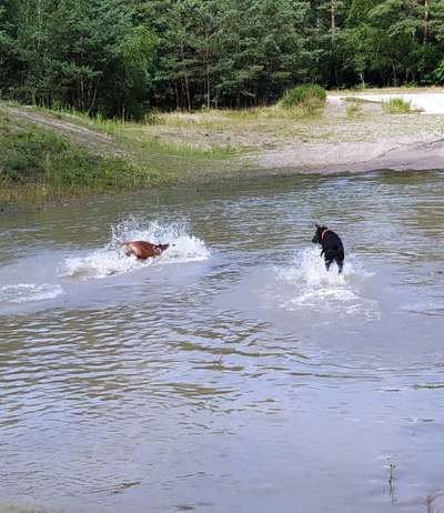 Rhodesian Ridgeback-Beitrag-Bild
