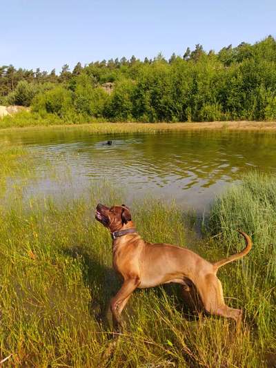 Rhodesian Ridgeback-Beitrag-Bild