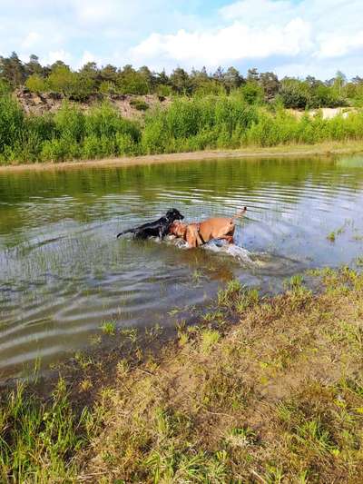 Rhodesian Ridgeback-Beitrag-Bild