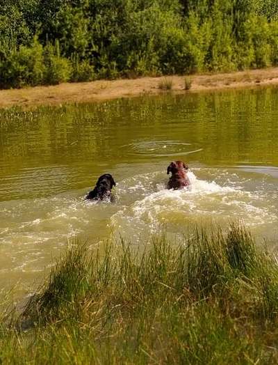 Rhodesian Ridgeback-Beitrag-Bild