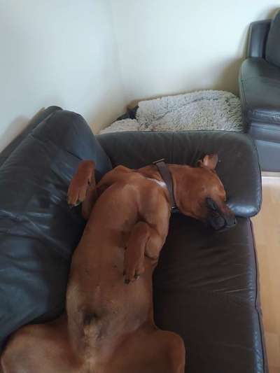 Rhodesian Ridgeback-Beitrag-Bild