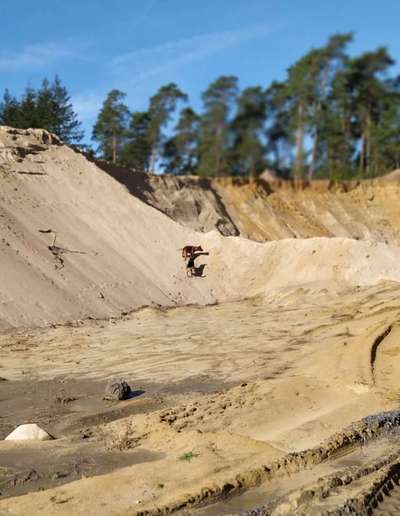 Rhodesian Ridgeback-Beitrag-Bild