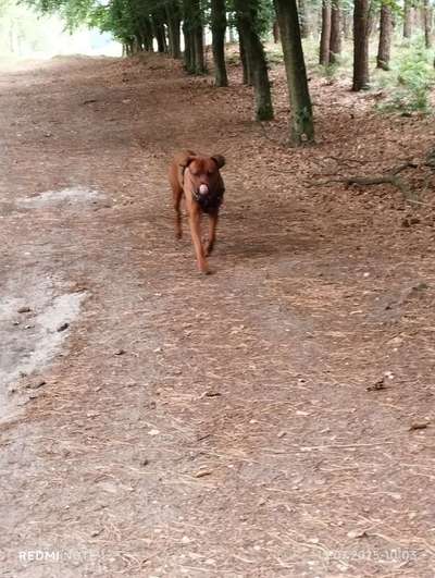 Rhodesian Ridgeback-Beitrag-Bild