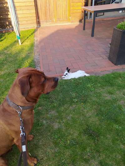 Rhodesian Ridgeback-Beitrag-Bild