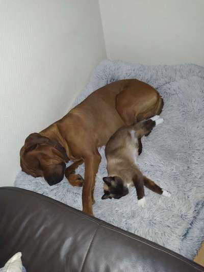 Hund und Katzen Zusammenführung-Beitrag-Bild