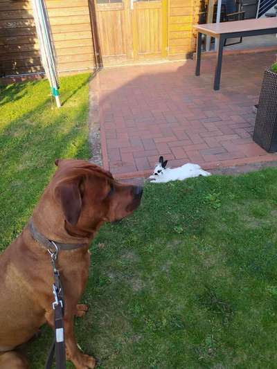 Rhodesian Ridgeback-Beitrag-Bild