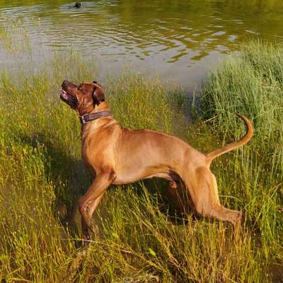 Rhodesian Ridgeback-Beitrag-Bild