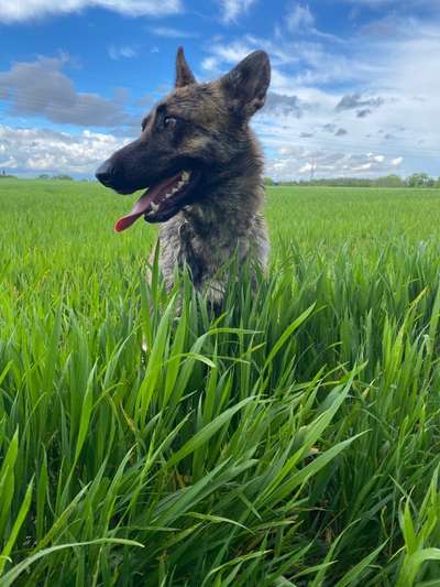 Die Dogorama Monats Challenge "Es grünt und blüht"-Beitrag-Bild