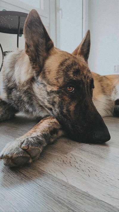 Seltene Rassen!-Beitrag-Bild