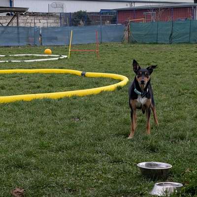 Hundeauslaufgebiet-Flitzewiese der Hundeschule "Tierisch gut trainiert" - stundenweise mieten-Bild