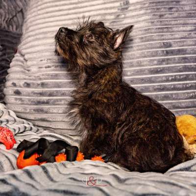 Hundetreffen-Welpentreff für kleine Hunde-Bild