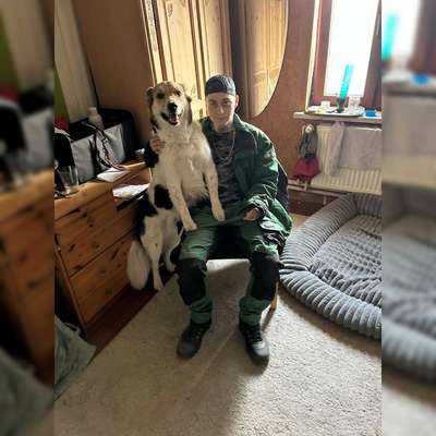 Hundetreffen-Wer möchte gerne eine Gassi Runde zusammen in ratekau/Luschendorf machen-Bild