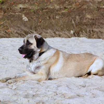 Titelbild Gruppe Kangal