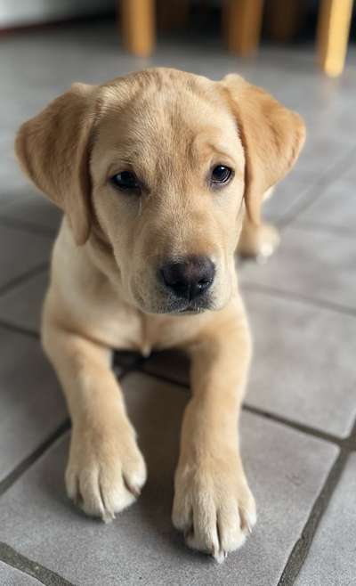 Wie heißt dein Hund?-Beitrag-Bild