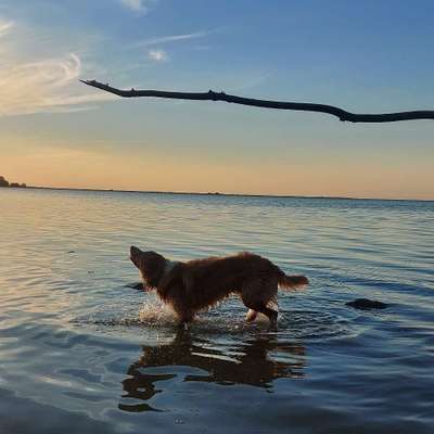 Hundetreffen-Gassie/-&Spielrunden-Bild