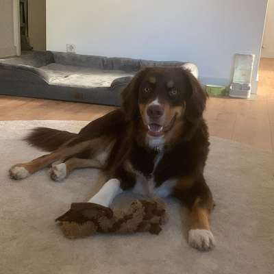 Hundetreffen-Wochenendrunden mit Spieleinheiten-Bild