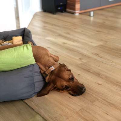 Zeigt mir die lustigsten Schlafpositionen eurer Fellnasen-Beitrag-Bild