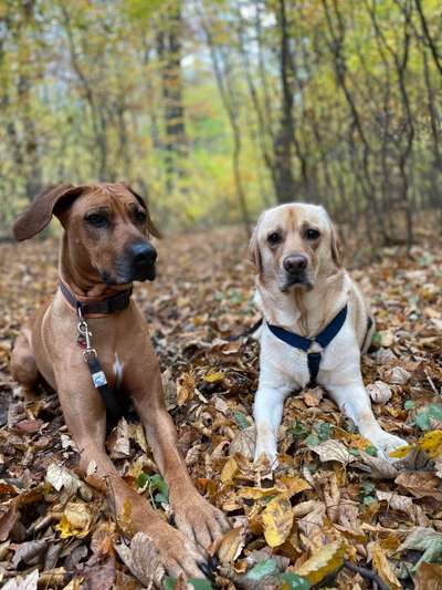 Rhodesian Ridgeback-Beitrag-Bild