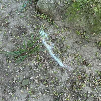 Giftköder-Weißes Pulver im Schloßpark-Bild