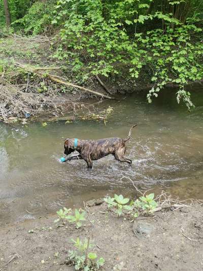 Dogorama-Monats-Challenge-Mai "Wasser"-Beitrag-Bild