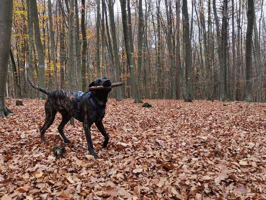 Die Dogorama Kalender Challenge Teil 1/4-Beitrag-Bild