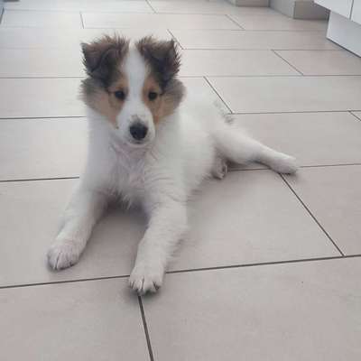 Hundetreffen-Playdates gesucht 🐾-Bild