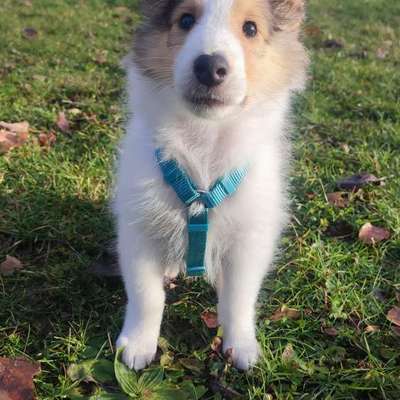 Hundetreffen-Kurze Begegnungen mit souveränen Hunden-Bild