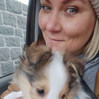 Hundetreffen-Kurze Begegnungen mit souveränen Hunden