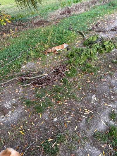 Giftköder-Toter Fuchs-Bild