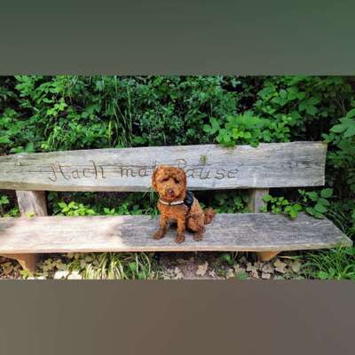 Hundetreffen-Gassirunde Birkach und Umgebung-Bild