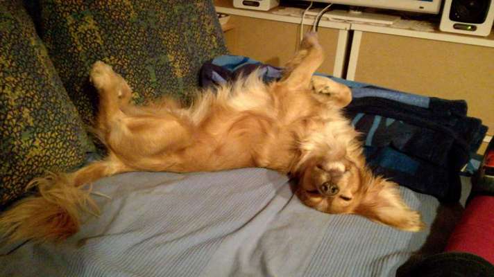 Zeigt mir die lustigsten Schlafpositionen eurer Fellnasen-Beitrag-Bild