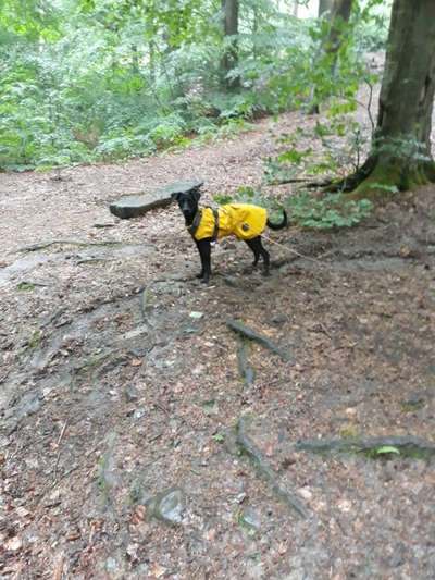 Liebhaber des Deutschen Pinscher gesucht.-Beitrag-Bild