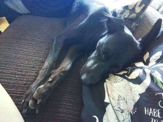 Liebhaber des Deutschen Pinscher gesucht.-Beitrag-Bild