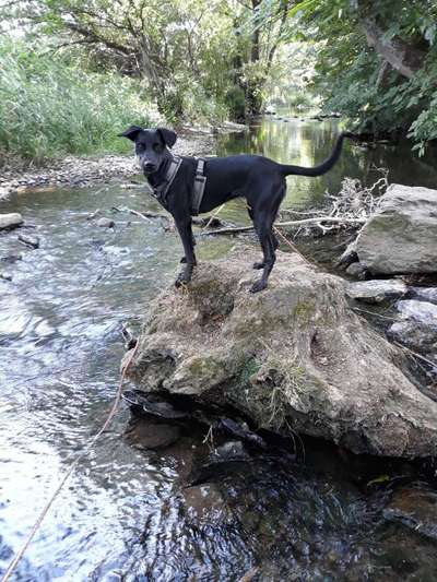 Liebhaber des Deutschen Pinscher gesucht.-Beitrag-Bild