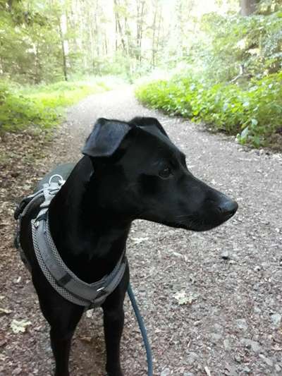 Liebhaber des Deutschen Pinscher gesucht.-Beitrag-Bild