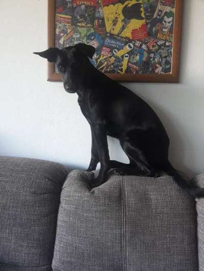Liebhaber des Deutschen Pinscher gesucht.-Beitrag-Bild