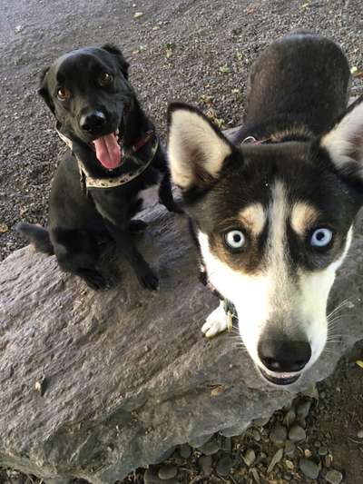 Hundetreffen-Gassirunde und Spieltreff-Bild