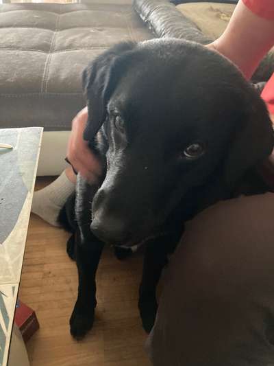 Mischlingshunde Foto Aufruf-Beitrag-Bild