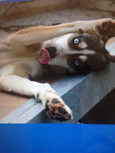 Zeigt eure verrücktesten Hundebilder-Beitrag-Bild