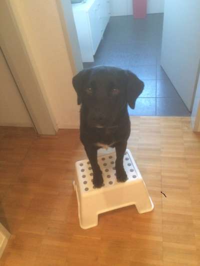 Mischlingshunde Foto Aufruf-Beitrag-Bild